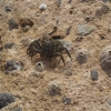 Zdjęcie z Egiptu - krab na plaży