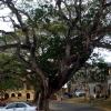 Zdjęcie ze Sri Lanki - COś z tym drzewem było