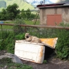 Zdjęcie z Gruzji - Kazbegi - psia buda.