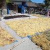 Zdjęcie z Indonezji - Suszenie alg