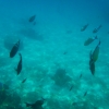 Zdjęcie z Indonezji - Tropikalne ryby