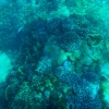 Zdjęcie z Indonezji - Koralowce