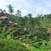Zdjęcie z Indonezji - Tarasy ryzowe Tegalalang