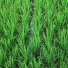 Zdjęcie z Indonezji - Mlody ryz