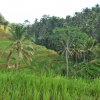 Zdjęcie z Indonezji - Balijskie pola ryzowe
