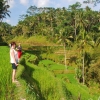 Zdjęcie z Indonezji - Wsrod pol ryzowych