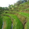 Indonezja - Tegalalang - balijskie tarasy ryżowe