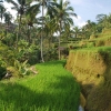 Zdjęcie z Indonezji - Tak uprawia sie ryz