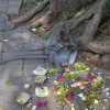 Zdjęcie z Indonezji - Krol makakow robi 