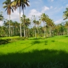 Zdjęcie z Indonezji - Wszechobecne pola ryzowe