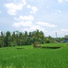 Zdjęcie z Indonezji - Ryz rosnie wszedzie