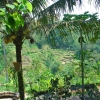Zdjęcie z Indonezji - Widok z plantacji kawy