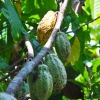 Zdjęcie z Indonezji - Owoce kakaowca