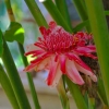 Zdjęcie z Indonezji - Tropikalny kwiat
