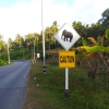 Zdjęcie z Tajlandii - uwaga slonie :)