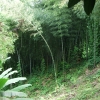 Zdjęcie z Turcji - las bambusowy