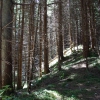 Zdjęcie z Polski - prześwietlony las