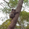 Zdjęcie z Australii - Koala w Kuipto