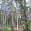 Zdjęcie z Australii - Las eukaliptusowy