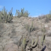 Zdjęcie z Peru - peruwiańskie kaktusy
