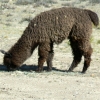 Zdjęcie z Peru - Alpaka