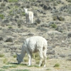 Zdjęcie z Peru - Alpaka