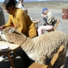 Zdjęcie z Peru - Alpaka w akcji