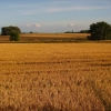 Zdjęcie z Niemiec - Typowy krajobraz Rugii.