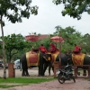 Zdjęcie z Tajlandii - Farma sloni