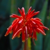 Zdjęcie z Australii - Kaktusowy kwiat