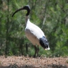 Zdjęcie z Australii - Ibis