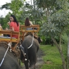 Zdjęcie z Indonezji - Safari na słoniach