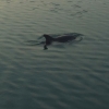 Zdjęcie z Chorwacji - miejscowy delfin