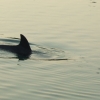 Zdjęcie z Chorwacji - delfin