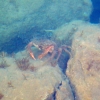 Zdjęcie z Chorwacji - krab