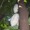 Zdjęcie ze Sri Lanki - owoce kakaowca