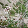 Zdjęcie z Turcji - kwiatki Kapadocji