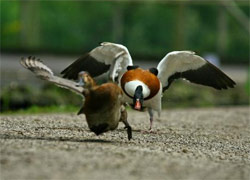 rezerwat ptaków Ptasi Raj