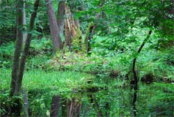 Puszcza Białowieska - roślinność