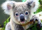 Australia broni misie koala