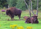 Białowieża będzie uzdrowiskiem?
