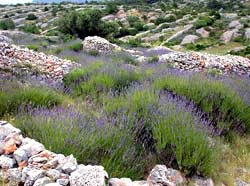 Wszechobecna lawenda