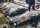 Japonia: 122 tys. euro za rekordowego tuńczyka