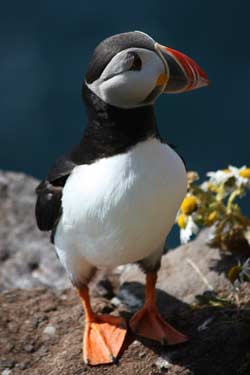 Maskonur - urokliwy symbol Islandii