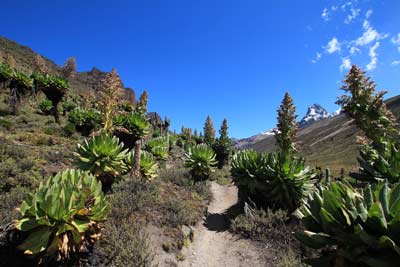 Dolina Mackindera z endemicznymi senecjami
