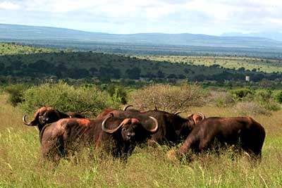 Bawoły – Park Narodowy Tsavo Wschodnie (fot. Kenya Tourist Board Czech Republic) Bawoły – Park Narodowy Tsavo Wschodnie (fot. Kenya Tourist Board Czech Republic)