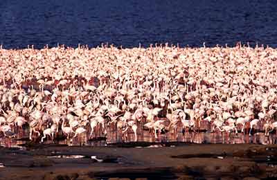 Tysiące flamingów nad jeziorem Nakuru w centralnej Kenii (fot. Kenya Tourism Board) Tysiące flamingów nad jeziorem Nakuru w centralnej Kenii (fot. Kenya Tourism Board)