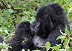 Rwanda - oko w oko z gorylami górskimi