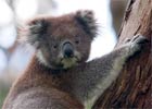 Misie Koala na liście gatunków zagrożonych