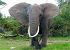 Korea: słoń pójdzie do więzienia?